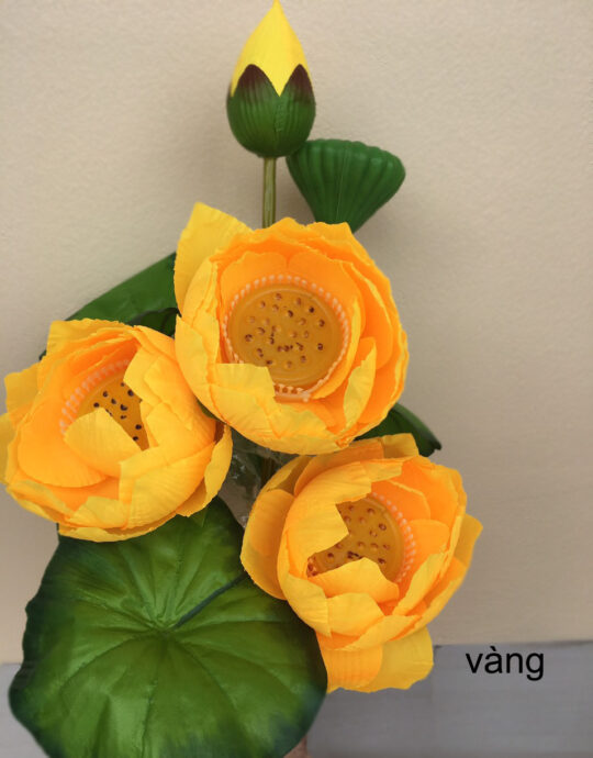 Cụm hoa sen thấp 3 bông